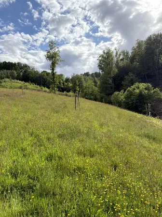 Foto treephoto-svni5e0rkdufjuk39qgnwidv.jpeg