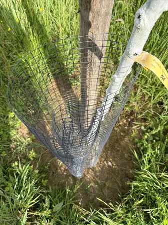 Foto treephoto-ugn332iym1mry1l5gjkzvri0.jpeg