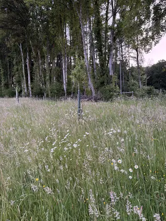 Foto treephoto-bo8e6gjls8dy4yuxvv2jc5z5.jpeg