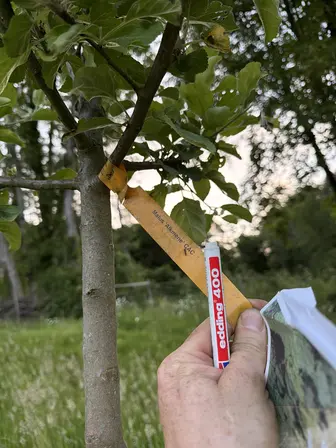 Foto treephoto-vlu0toj0a2mm4avzk9ecznfu.jpeg