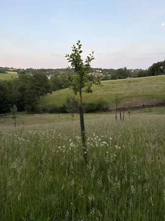 Foto treephoto-wqtl3ef091p31w77p8kutlov.jpeg