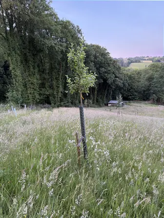 Foto treephoto-ykj3thmp9hj2ntus06ykdwfc.jpeg