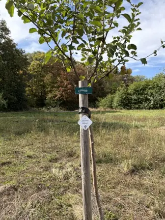 Foto treephoto-gm0eqww1syd9r9zhl6mkz86v.jpeg
