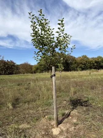 Foto treephoto-m7c9cv2dqw75h7iv8snd85re.jpeg