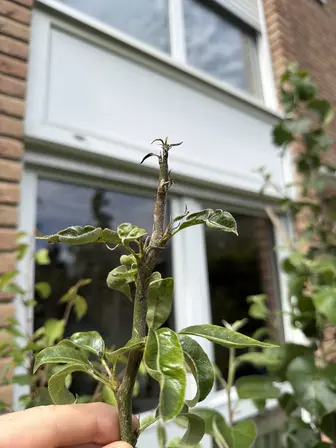 Foto treephoto-au50krhy2kuic4639padh2de.jpeg
