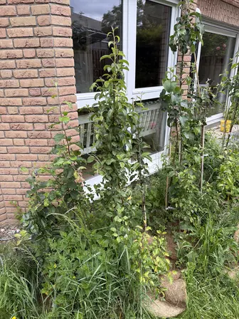 Foto treephoto-e15g95lzoyozlajh41harp3r.jpeg