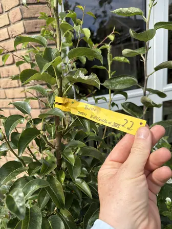 Foto treephoto-gilgxgrx88czyaa8jc33gi19.jpeg