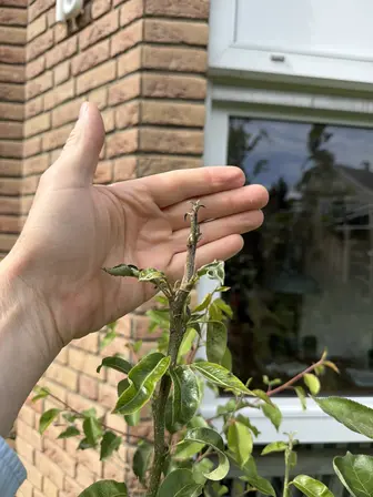 Foto treephoto-li8vldbzl202s5aybsba6n0r.jpeg