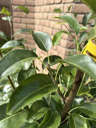 Foto treephoto-m3lj2otse0inw2ttutavw9ny.jpeg
