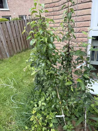 Foto treephoto-qu52tvjnpk2bounv0vhbjuze.jpeg
