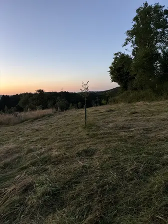 Foto treephoto-hi3lttgylv0olbfv2h8jp03b.jpeg