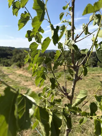 Foto treephoto-jvxw868o38nfalebmiqztxpq.jpeg