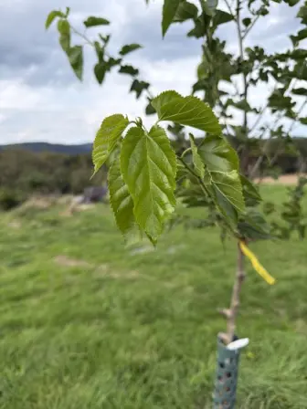 Foto treephoto-m55wzioj2rkiuuxg4gkd8jus.jpeg