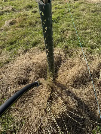 Foto treephoto-ocp6jy848eqxw2lo9bqq350a.jpeg