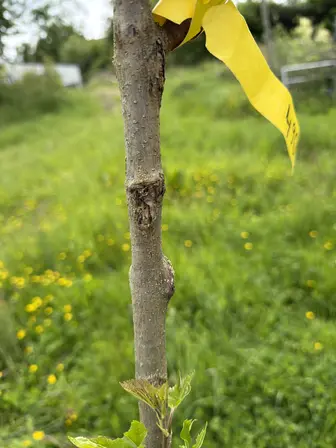 Foto treephoto-r5t9m0nbski8vt6egpxojf3u.jpeg
