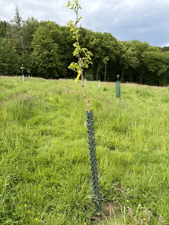 Foto treephoto-roohqgldwoirgh2rvbye71wo.jpeg