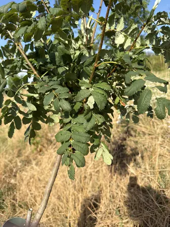 Foto treephoto-oud8i24rkmhtbsl02kjtw7b5.jpeg