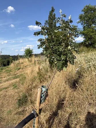 Foto treephoto-ps19ee3mzqg3xa3aa7hm8d9s.jpeg