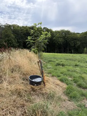 Foto treephoto-z0p017dqgaroox6kljs1ko3b.jpeg