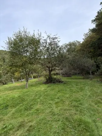 Foto treephoto-bz3x5szy7zkjch4bl6s82t5v.jpeg