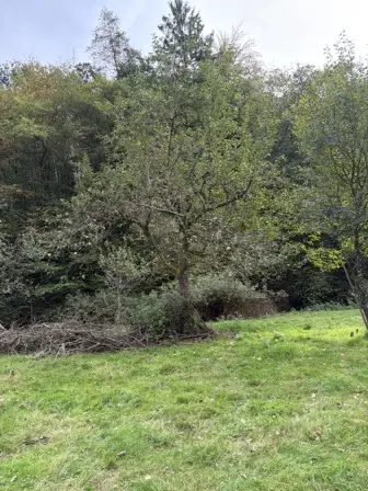 Foto treephoto-ix9wp905d18btyxcvdh4ypwh.jpeg
