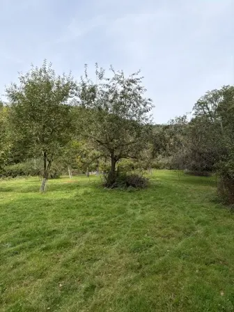 Foto treephoto-n24pgco3f88ss6sfu4jofqoq.jpeg