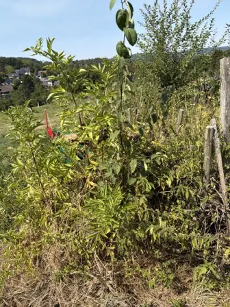 Foto treephoto-wghvilyeykdl5dlxibg0awne.jpeg