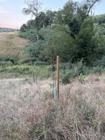 Foto treephoto-bd5o8lx0zejn6rvl0bgq1hup.jpeg