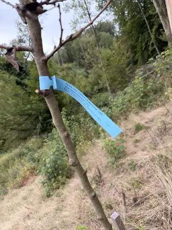 Foto treephoto-dwjpwltupnuhrj5j7odwruab.jpeg