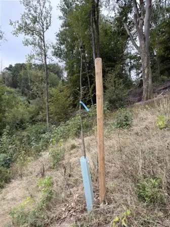 Foto treephoto-fxahteeo1s44ywhmzbheuu11.jpeg