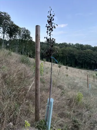 Foto treephoto-h3k3gbl9hmo1kr81nbv6g2zz.jpeg