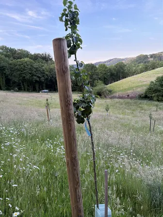 Foto treephoto-hokx3kf6ei3ntwhns68dl195.jpeg