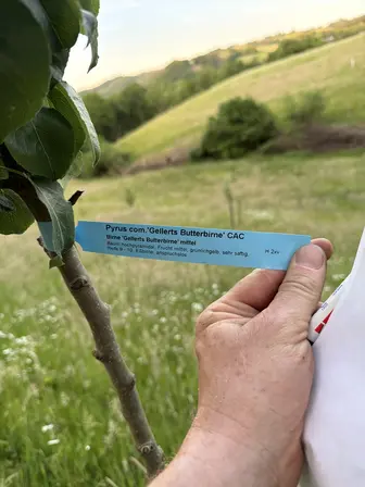 Foto treephoto-laupbrblm0kt03bxpl3u8fi5.jpeg