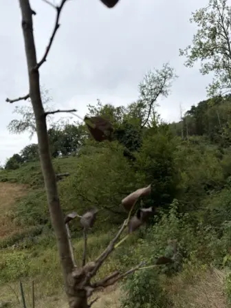 Foto treephoto-lnvlkc4ycl5x55sd312ifsrz.jpeg