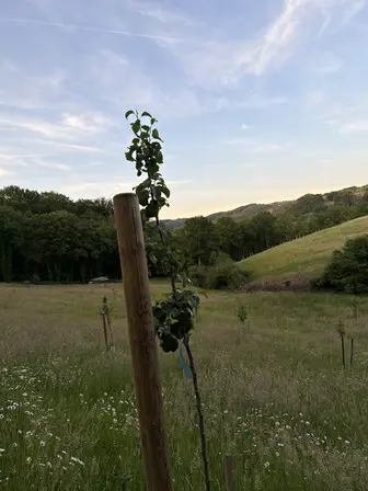Foto treephoto-r22zyr9rh8gki5xa9uts6p0p.jpeg