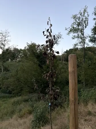 Foto treephoto-sn6zq450ul0isa5878pnokq7.jpeg