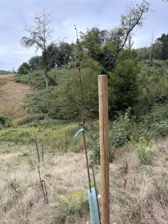 Foto treephoto-wyczani3lmpl96wmruh4dzp7.jpeg