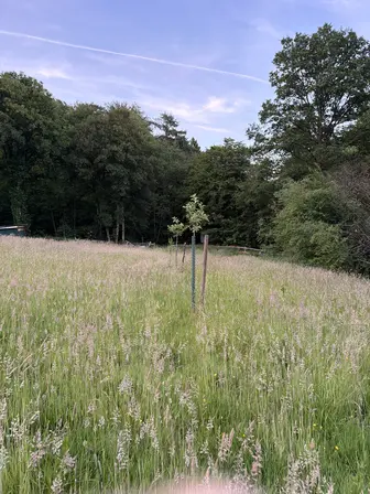 Foto treephoto-fc7jegs4f9h2e5hk3lx1mur2.jpeg