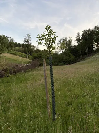 Foto treephoto-gvxgjn9ilox9sd9ca97fezfo.jpeg