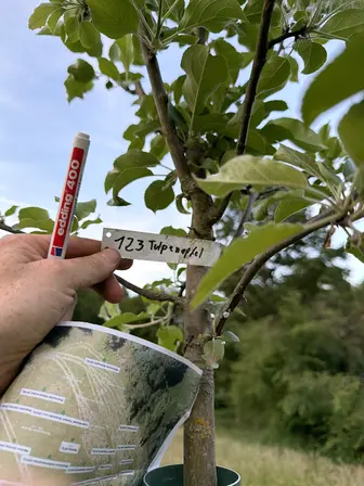 Foto treephoto-spkjevzpibnyfkr0fah8mjv9.jpeg