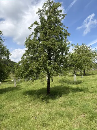 Foto treephoto-b2e6ofxswvp4yz11oiuk2r8t.jpeg