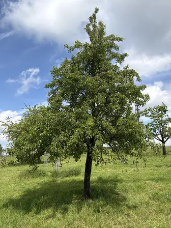 Foto treephoto-ek9z5n55fz5vaamakpl2kdv6.jpeg