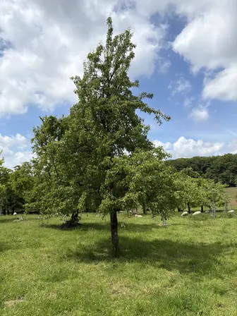 Foto treephoto-qlwjjxctrrs49xly0dszjq2m.jpeg