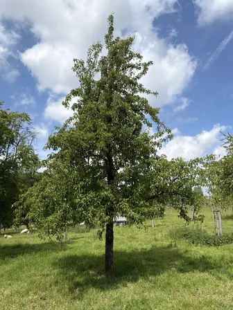 Foto treephoto-ypifv60kcckgmq4rrxub4ous.jpeg