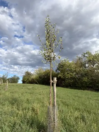 Foto treephoto-b1bpw7zs6tkqtqwpsbvmyfgp.jpeg