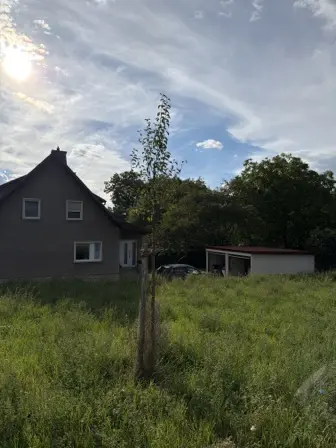 Foto treephoto-if5k93nrmm4hmhduiwzxyk5g.jpeg