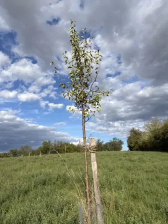 Foto treephoto-jcmzjwu3tl2fjhk1ism6xsy5.jpeg