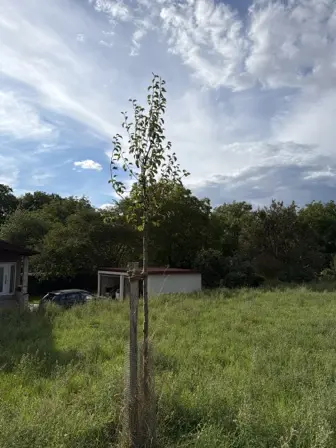 Foto treephoto-qqieypsri8skpx6etyz14mjy.jpeg