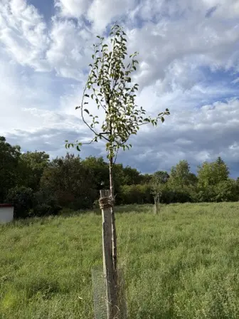 Foto treephoto-raacsevrjz9whnfgmpe6mvuk.jpeg