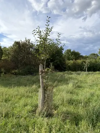 Foto treephoto-gadrtu5zqvv6ily1wch45ox6.jpeg
